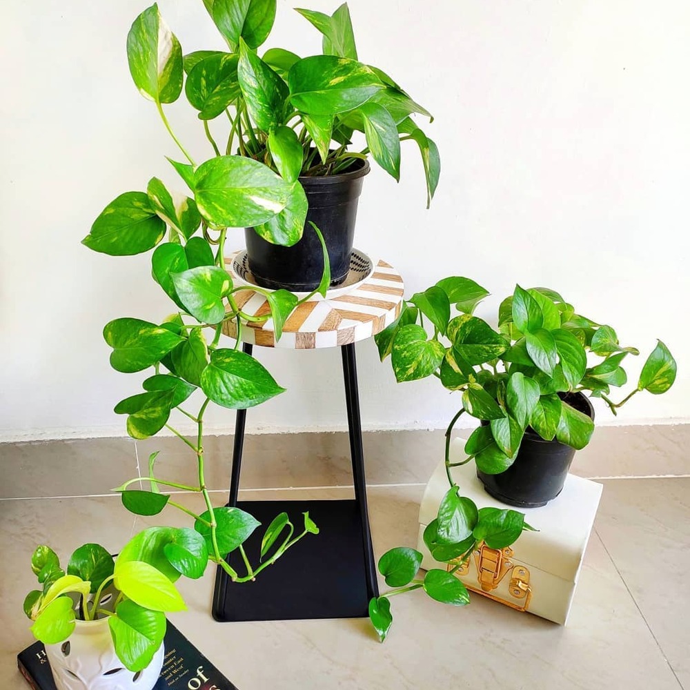 Green Vastu plant for your home Green Vastu plant for your home