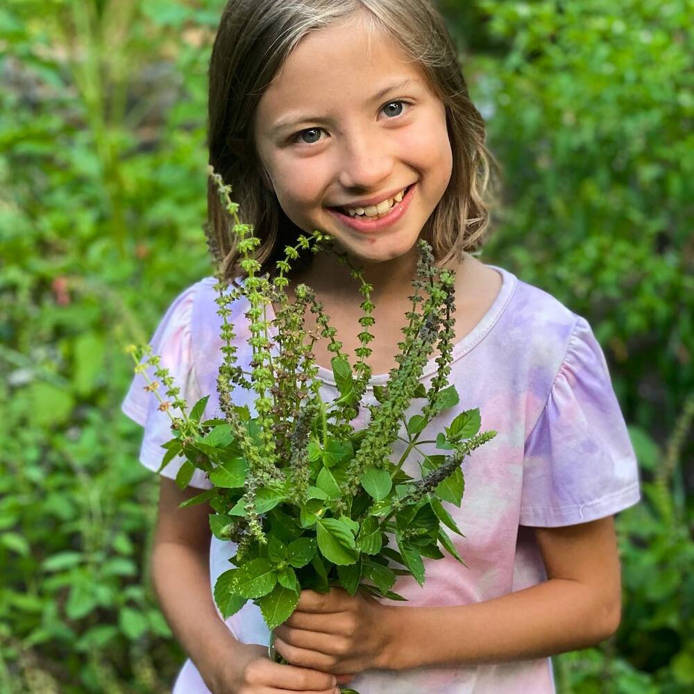 Tulsi plant for your home Girl holding Tulsi plant