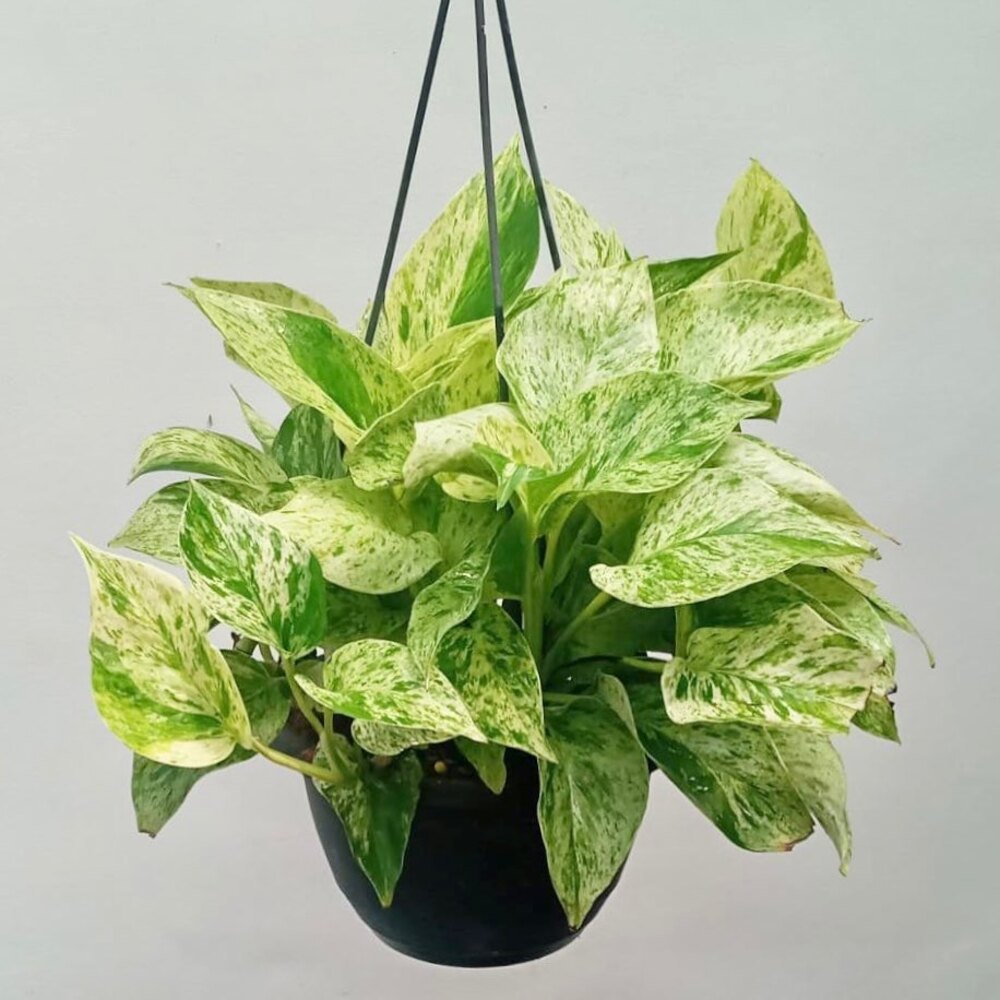 Gorgeous money plant Easiest Vastu plant to grow - Money Plant