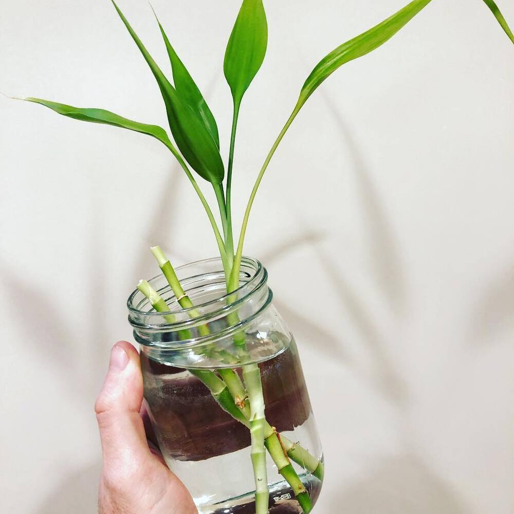 Lucky Bamboo plant in glass bottle Lucky Bamboo plant in glass bottle