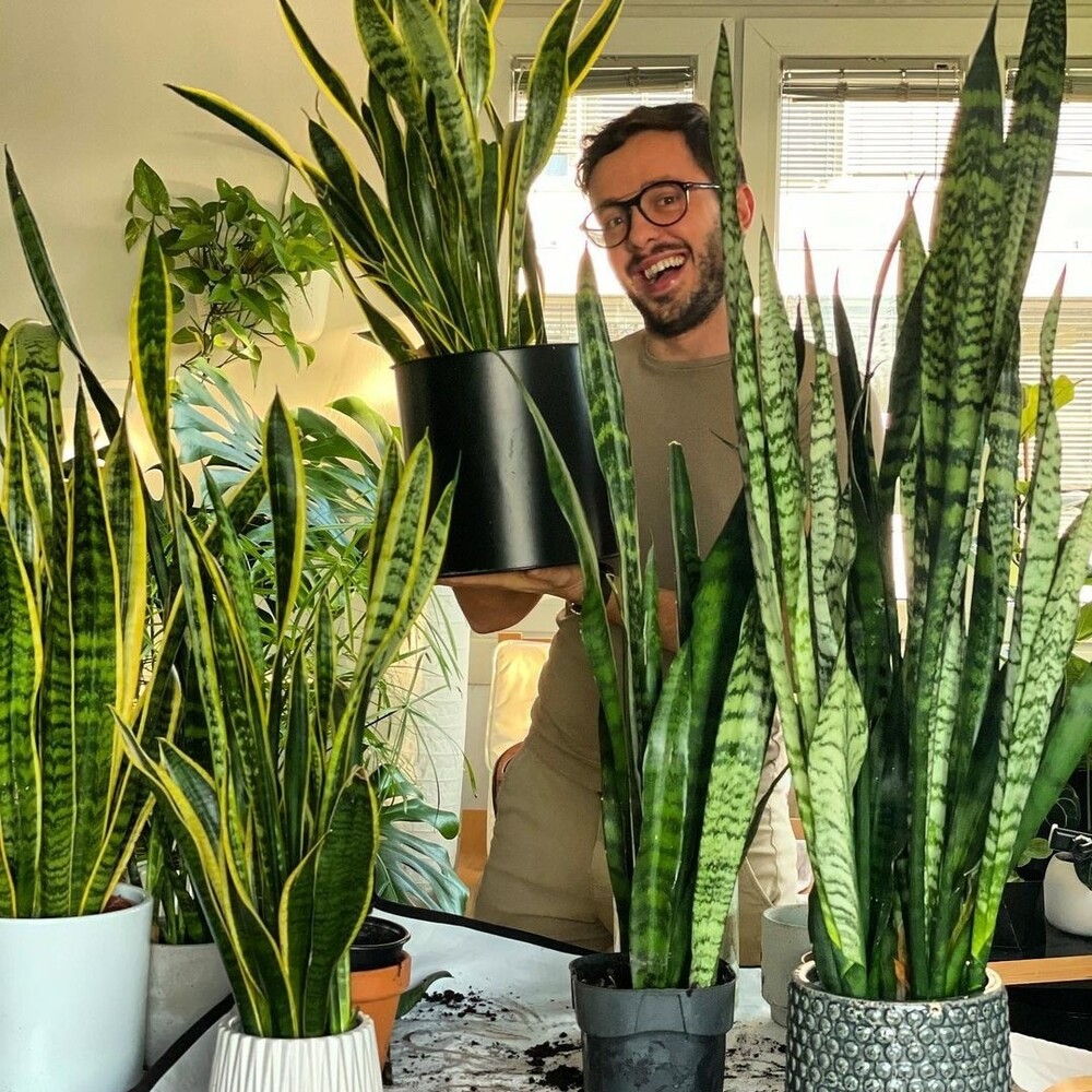 Men holding snake plants Men buying Vastu plants from merchandise store