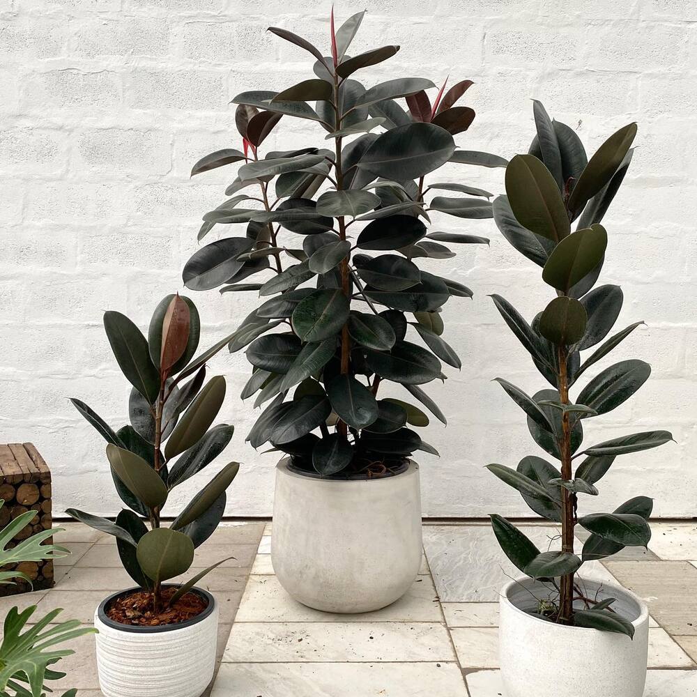 Rubber plant for your sweet home Low maintenance vastu plant - Rubber plant burgundy