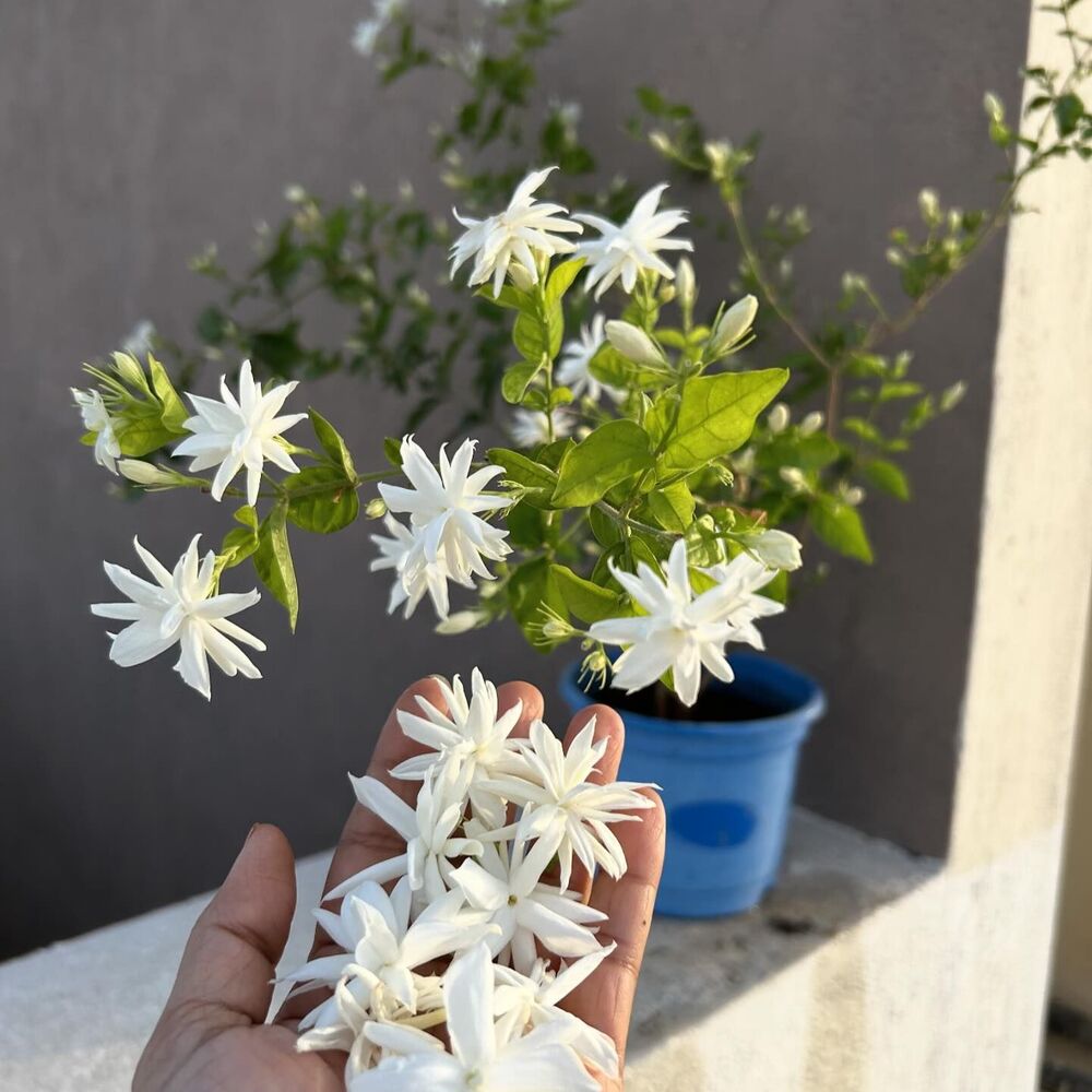 Feel smell of jasmine in your home Star jasmine is Vastu flowering plant, Mogra in India