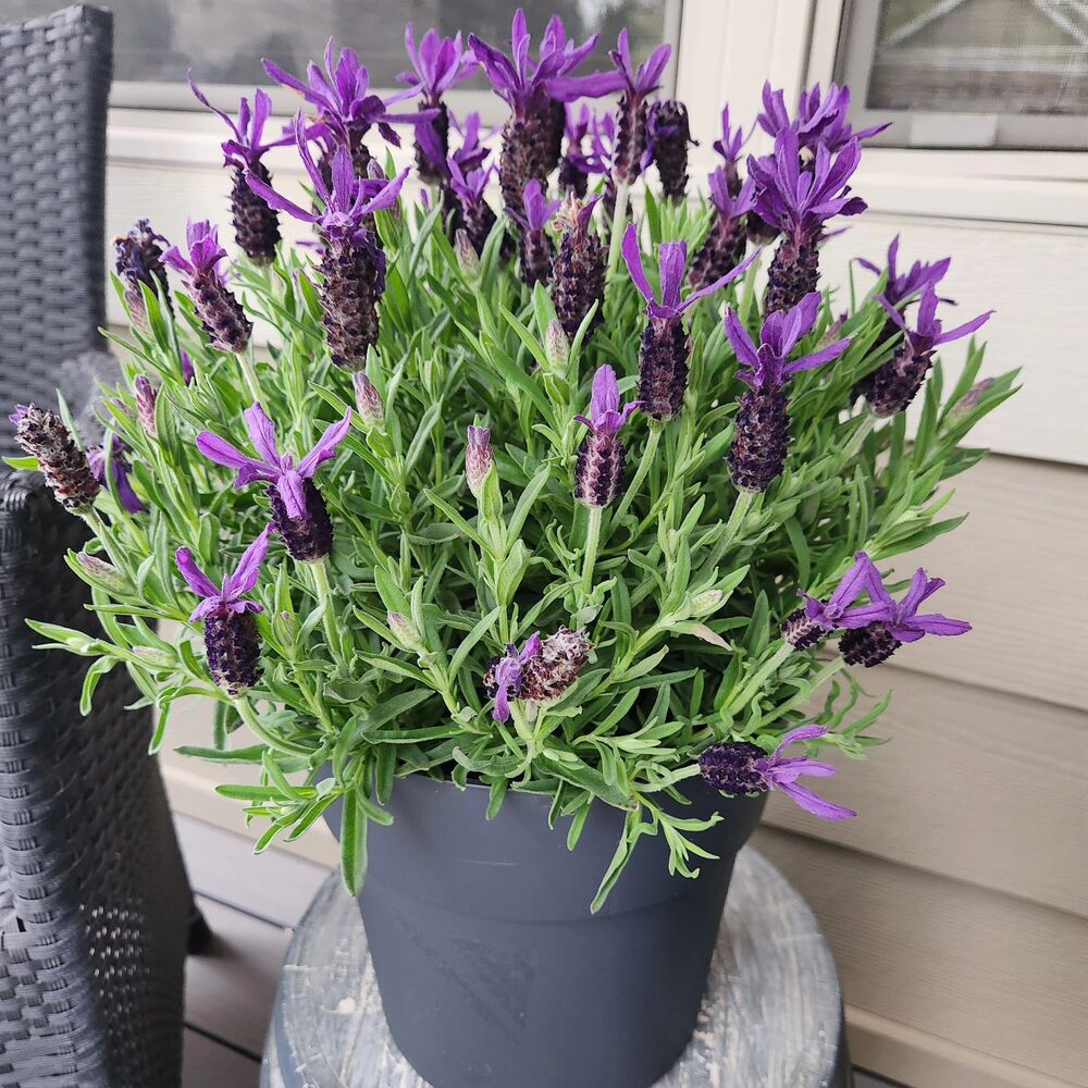 Beauty and culinary delight with lavender Lavender for your kitchen vastu plant