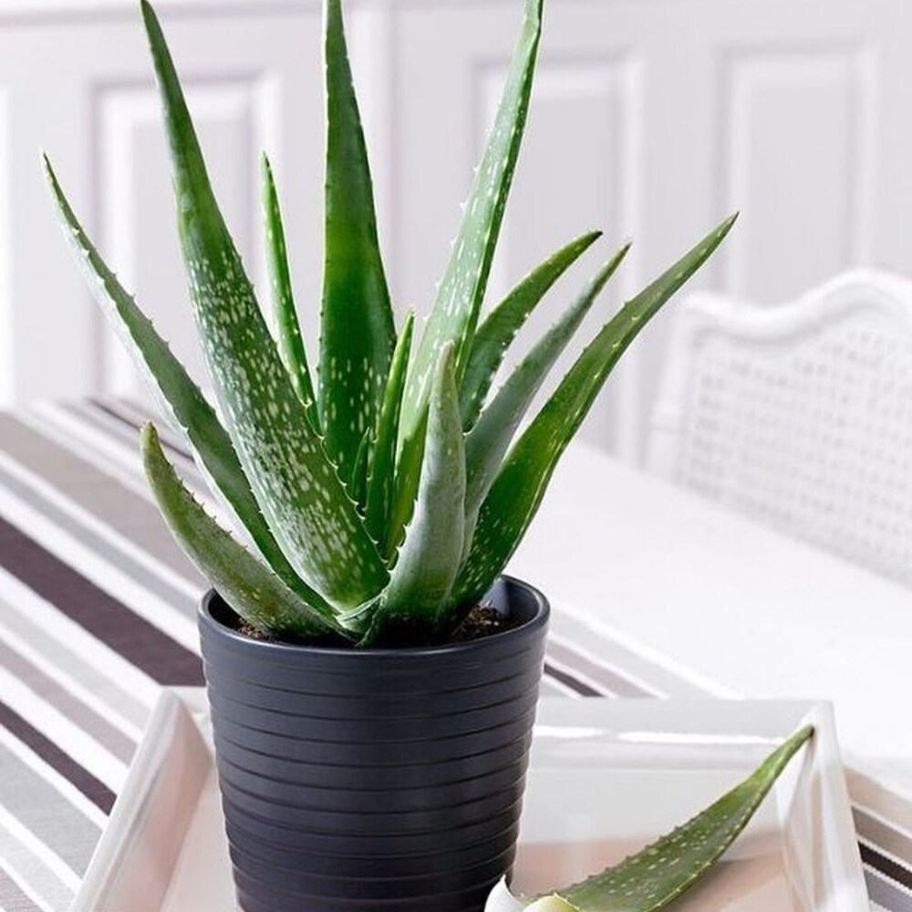 Aloe vera as indoor plant aloe vera is amazing air purifier and best for your bedroom vastu plant