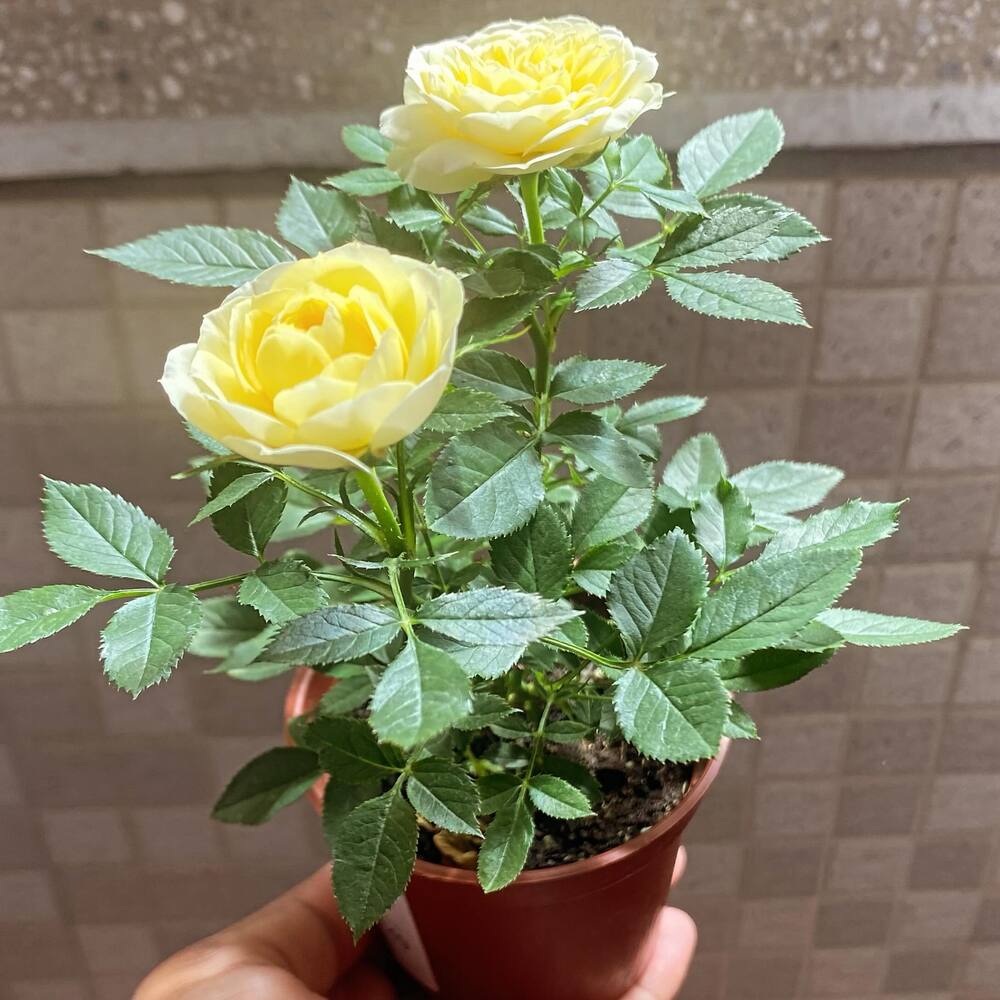 yellow rose for your partner Rose for your balcony garden