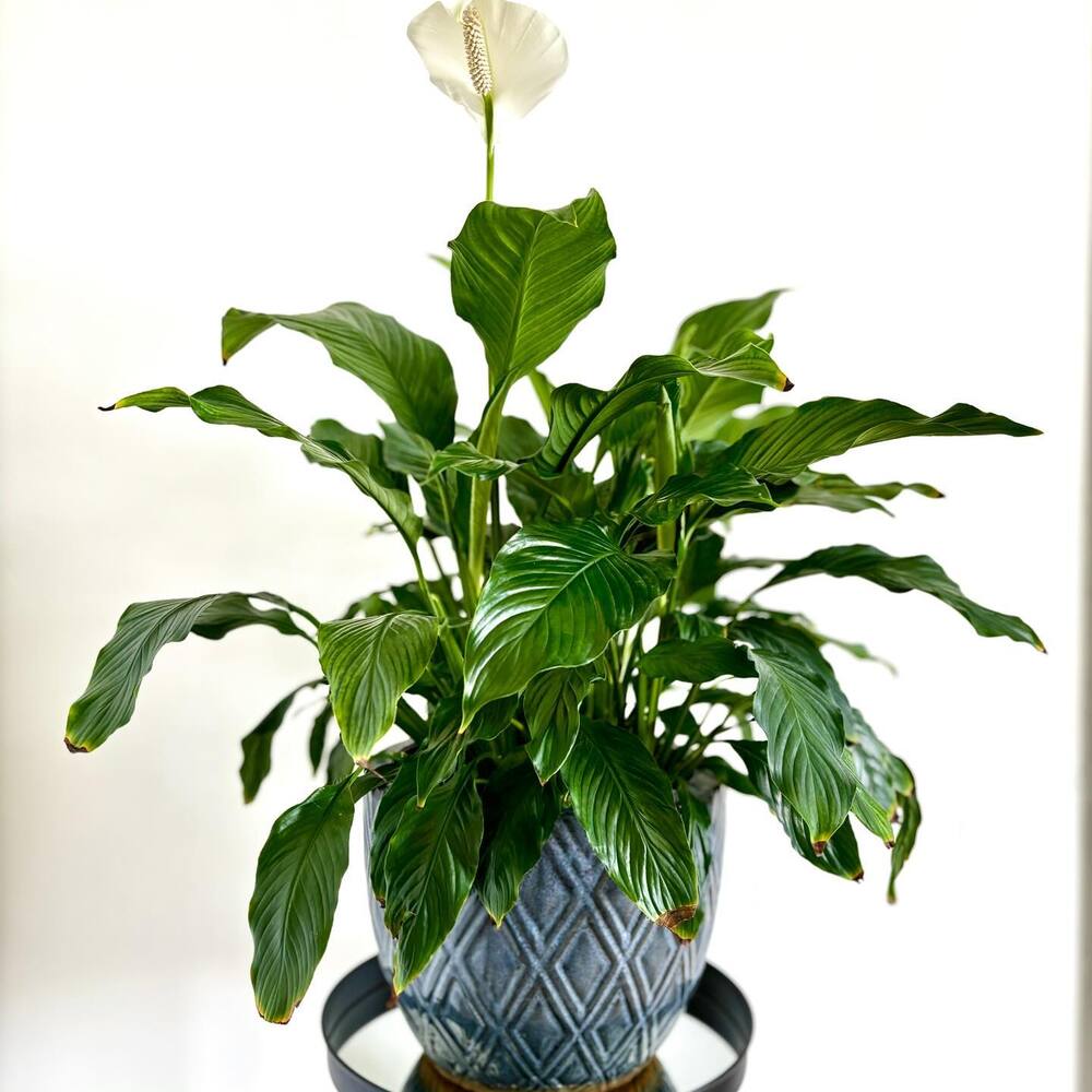 Amazing Peace lily for your amazing home One of the energetic vastu plant is peace lily