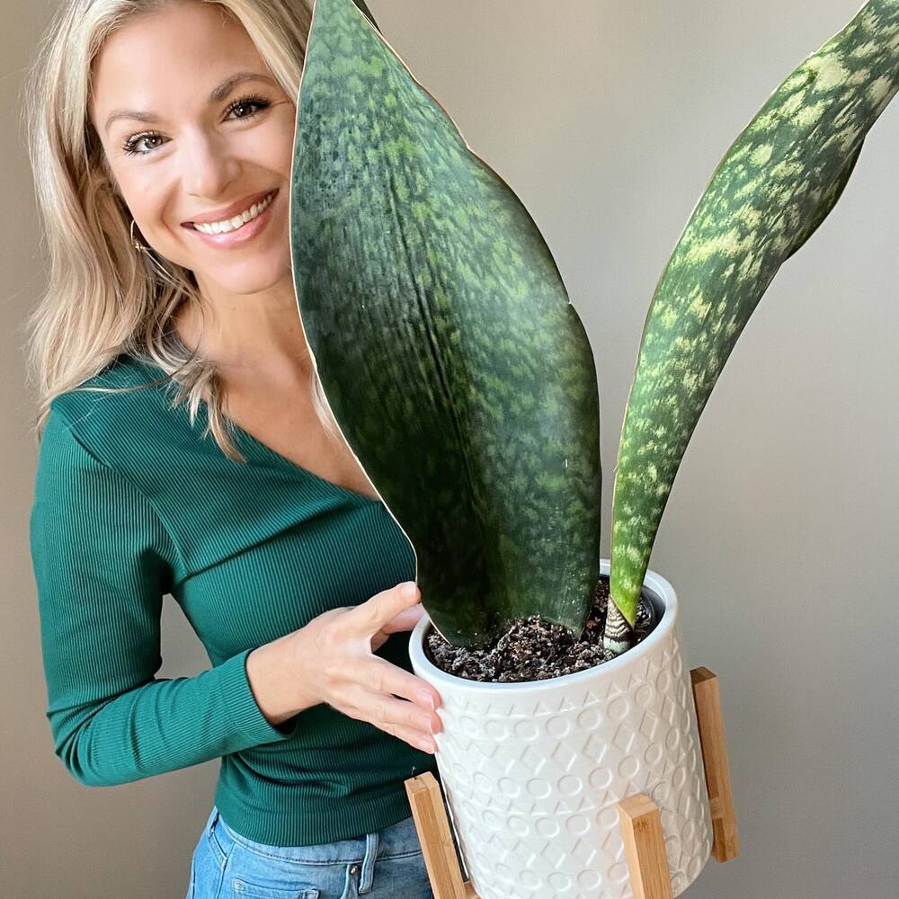 snake plant for specific area Snake plant is the best vastu plant