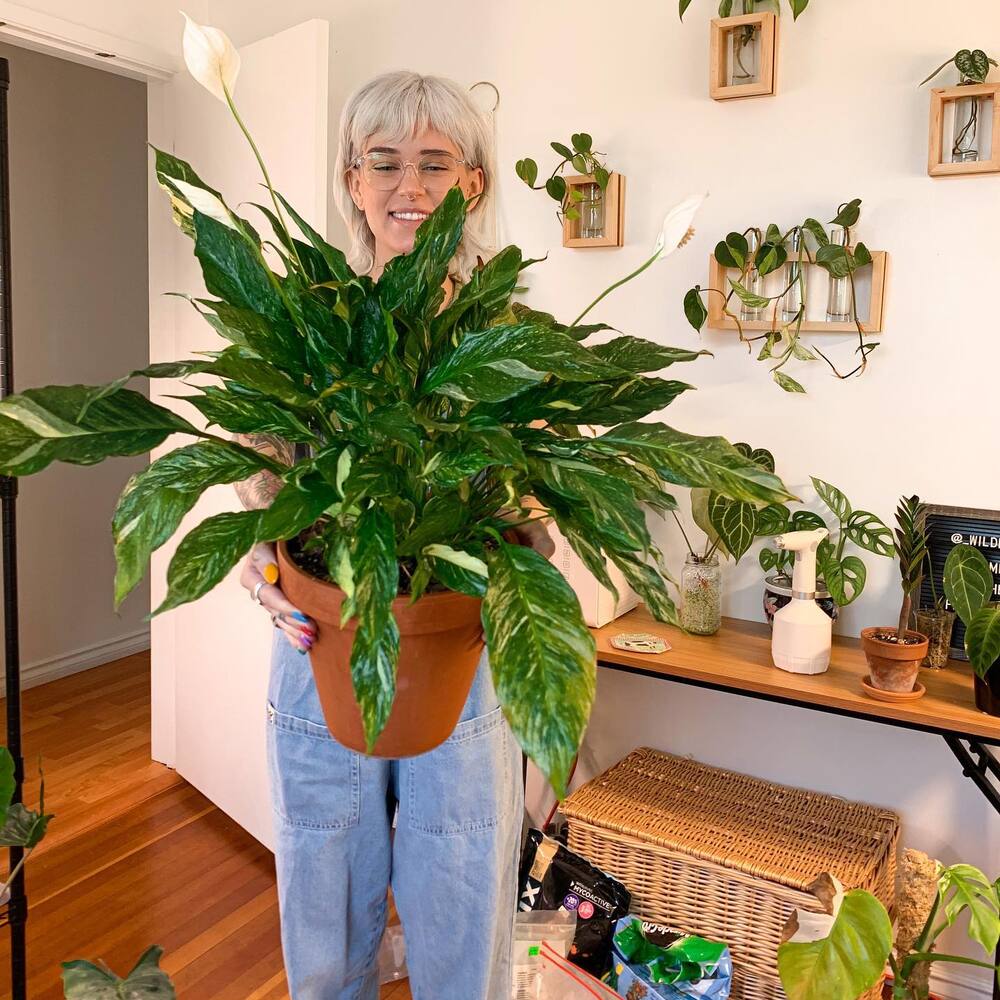 peace lily for your home peace vastu plant - Finding peace in home with peace lily