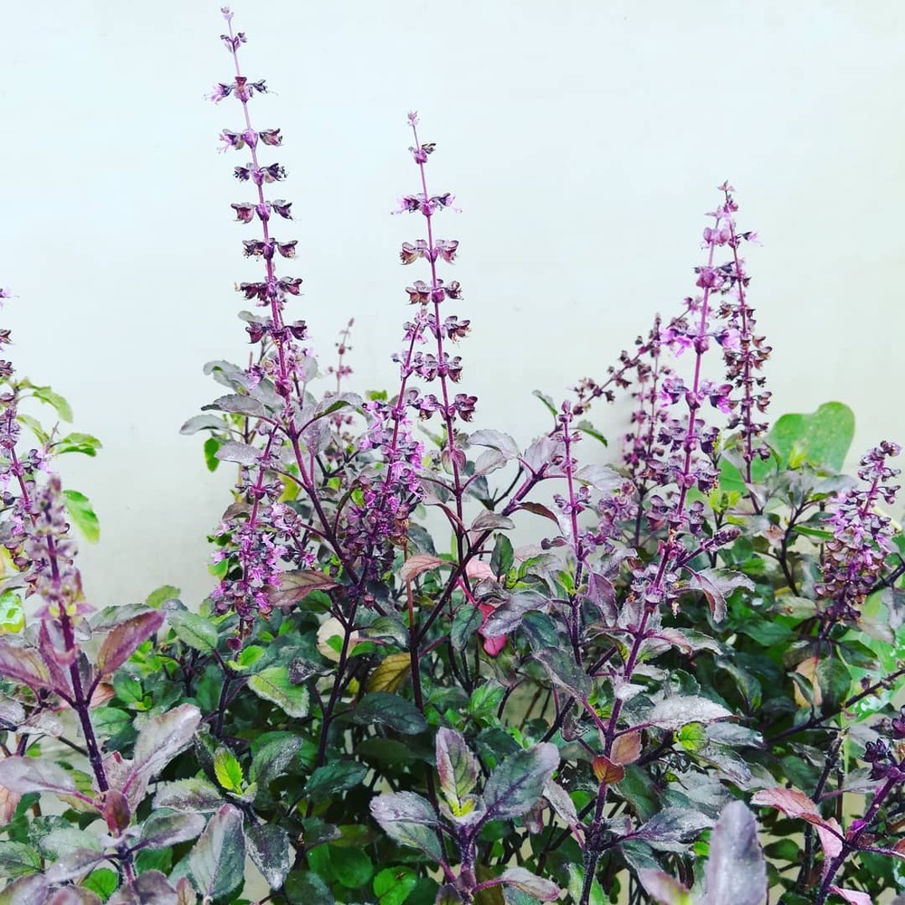 Tulsi for you good home vibe as per home Vastu, Tulsi is for your good home vibe