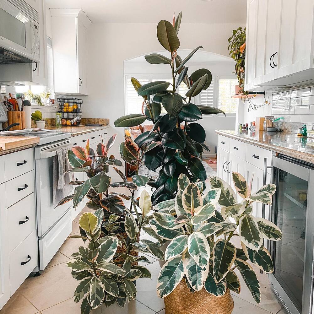decor you kitchen with rubber plant decor you kitchen with rubber plant