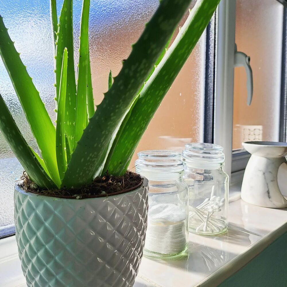 Aloe vera plant is good for home vastu Aloe vera plant is good for home vastu