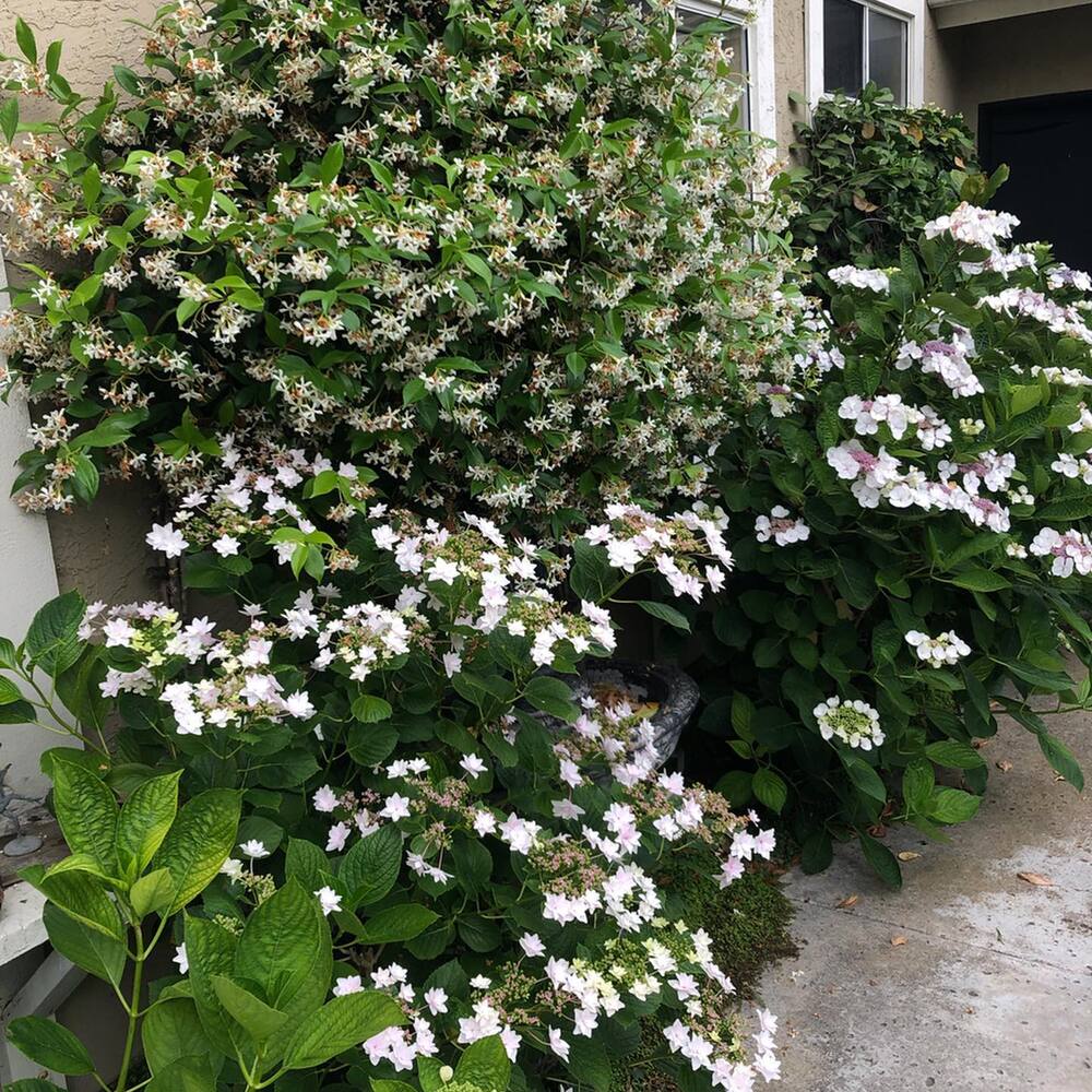 Full bloom plant at home door Full bloom plant at home door