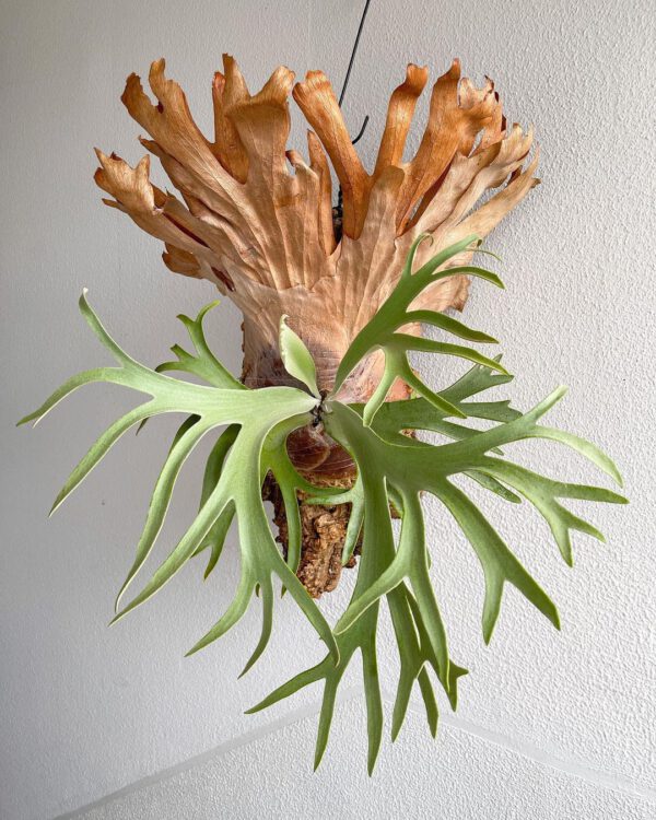 Staghorn Fern Staghorn Fern Houseplant