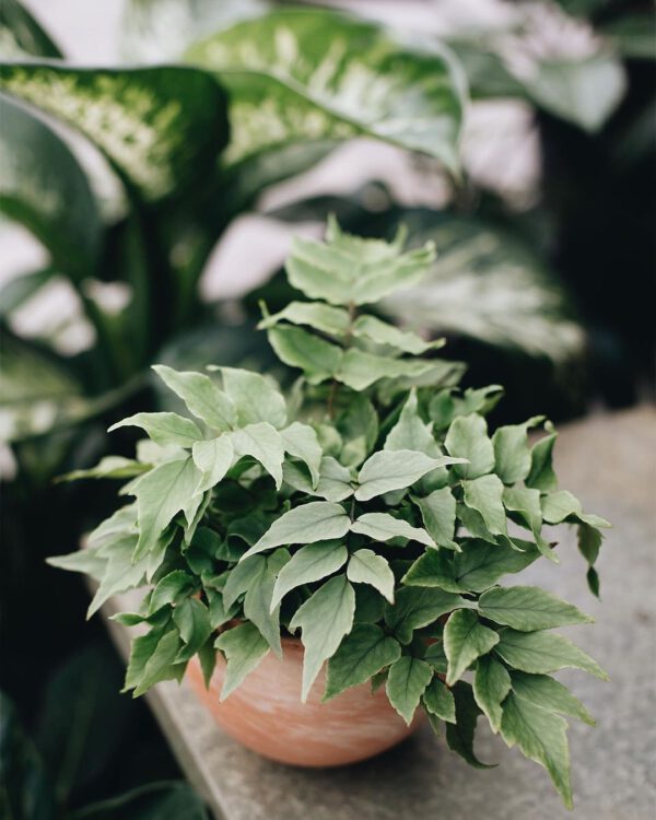 Holly Fern Holly Fern Houseplant