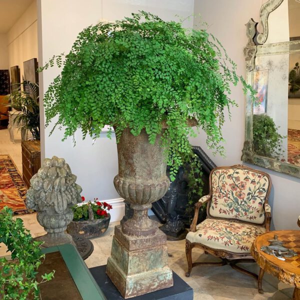 Maidenhair Fern Maidenhair Fern Houseplant