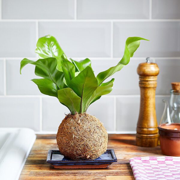 Bird's Nest Fern Bird's Nest Fern