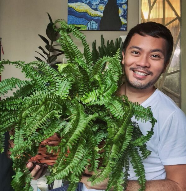 Kimberly Queen Fern Kimberly Queen Fern Houseplant