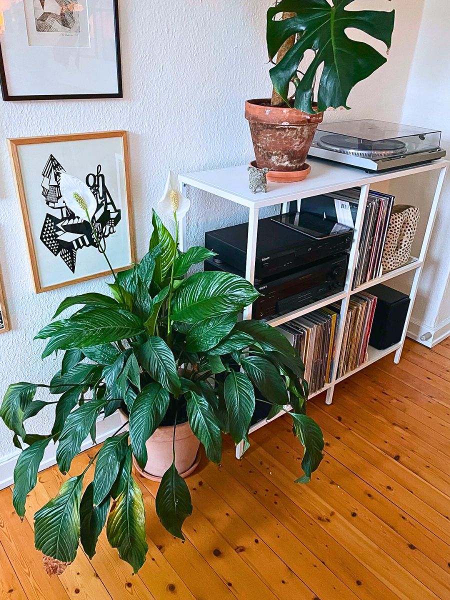 Peace lily Strongest Houseplants - Peace Lily