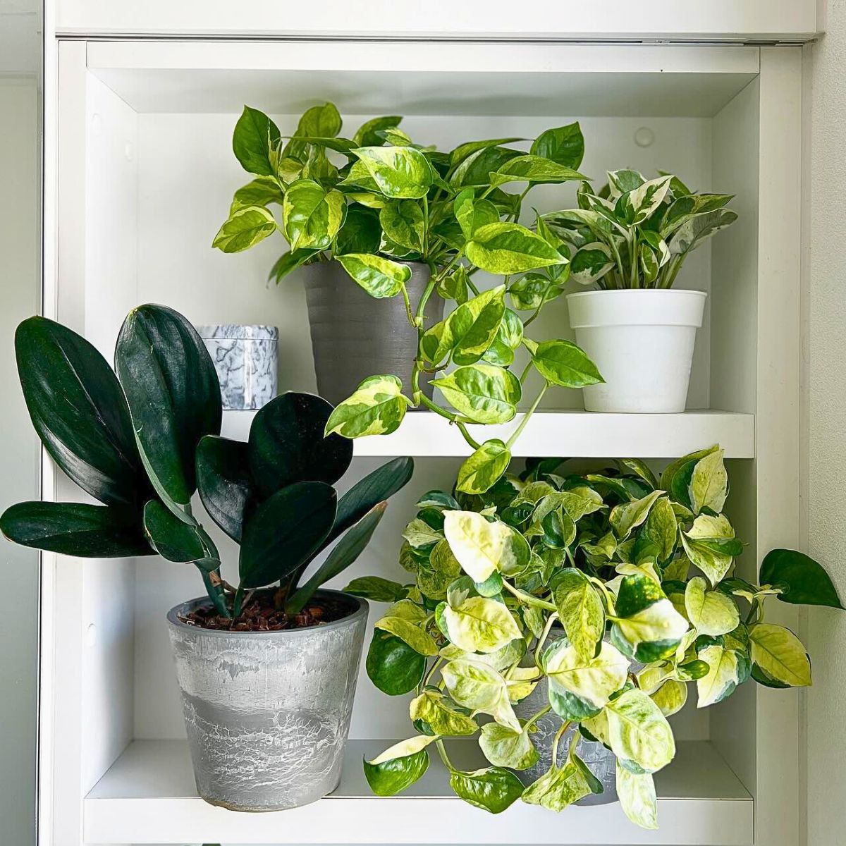Potted houseplants Strongest plants