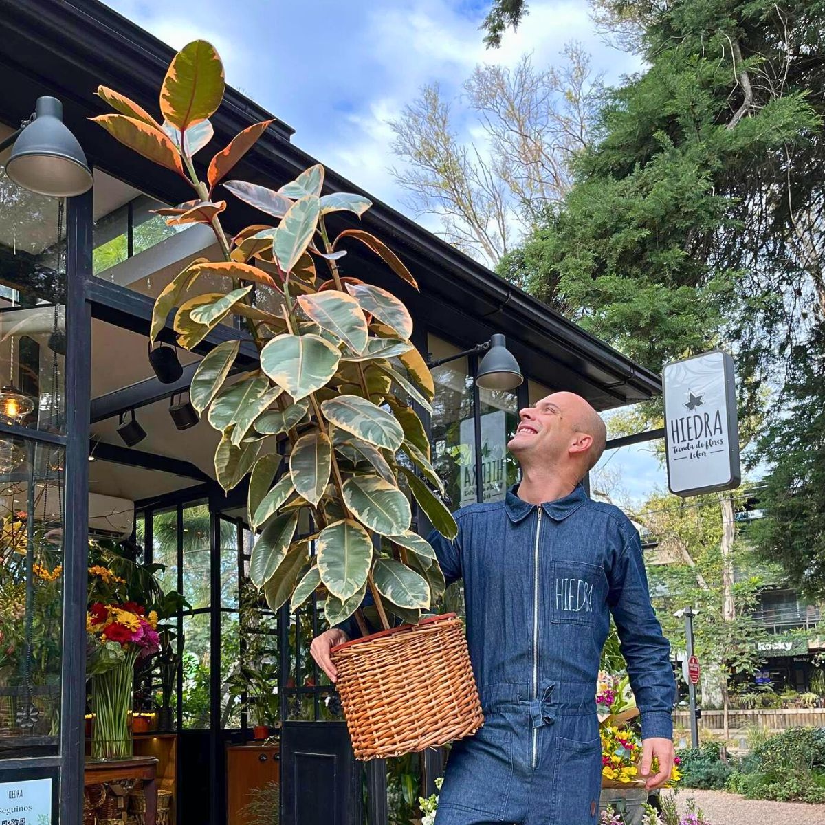 Ficus Elástica Ruby Strongest Houseplants