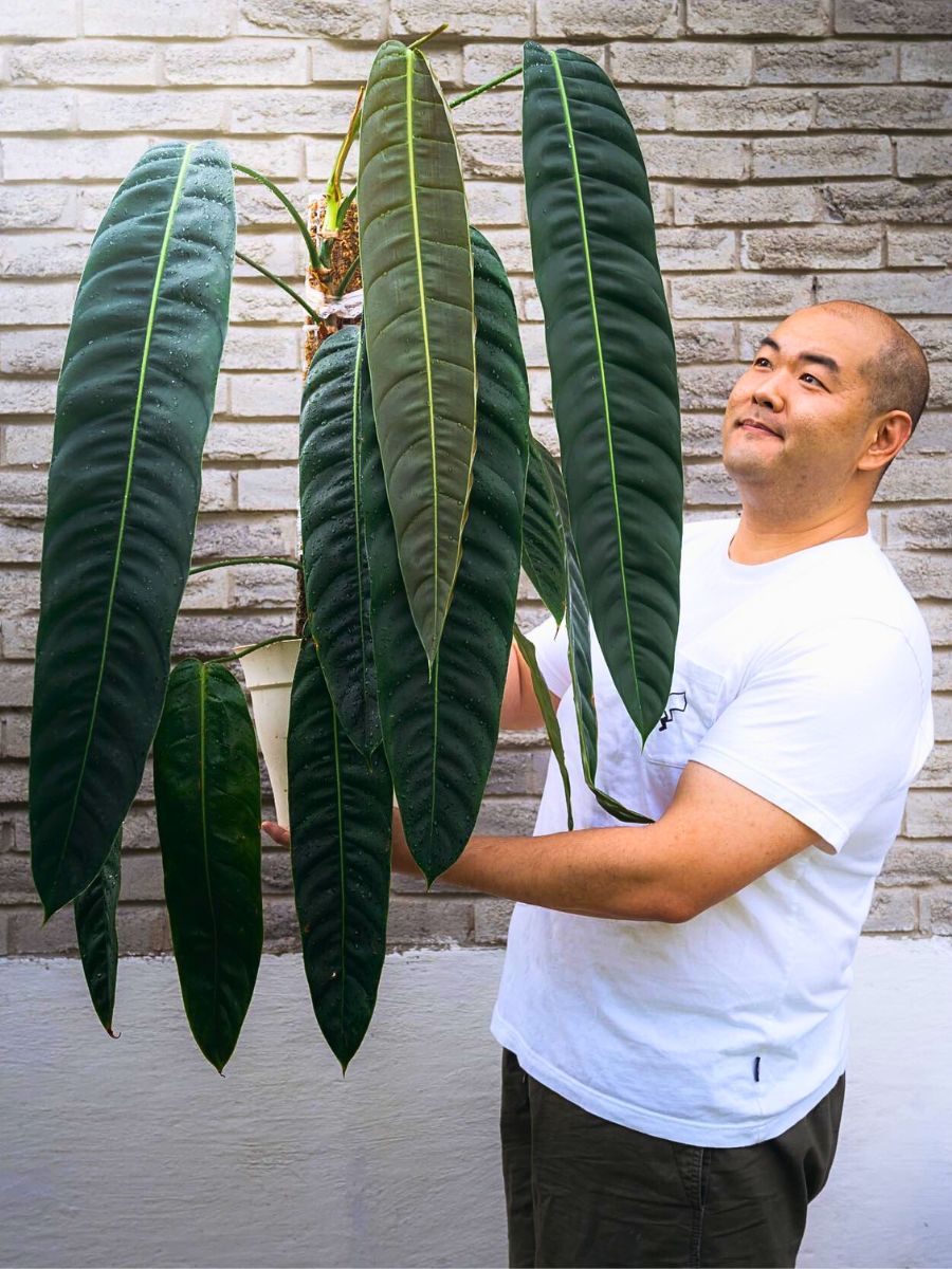 Philodendron patriciae Strongest Houseplants