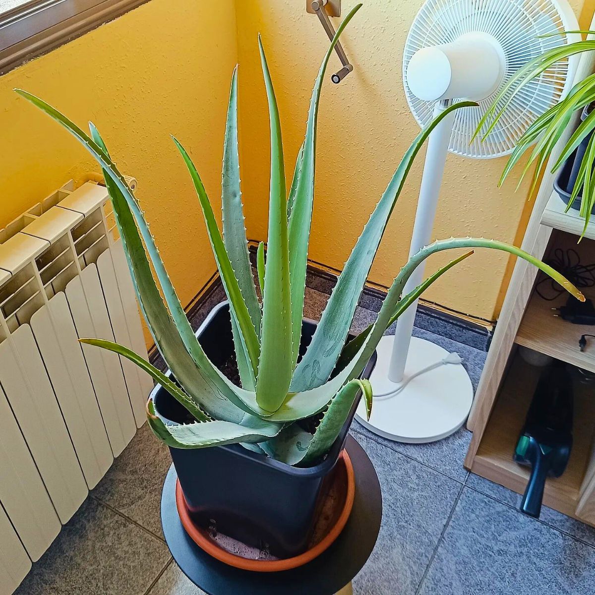 Aloe vera One of the strongest plants for home and garden - Aloe Vera