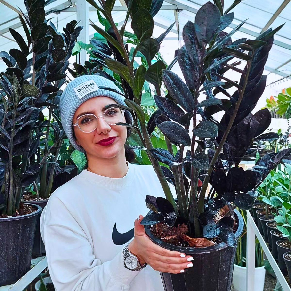 ZZ Plant ZZ Plant - A strong and resilient plant for home and garden