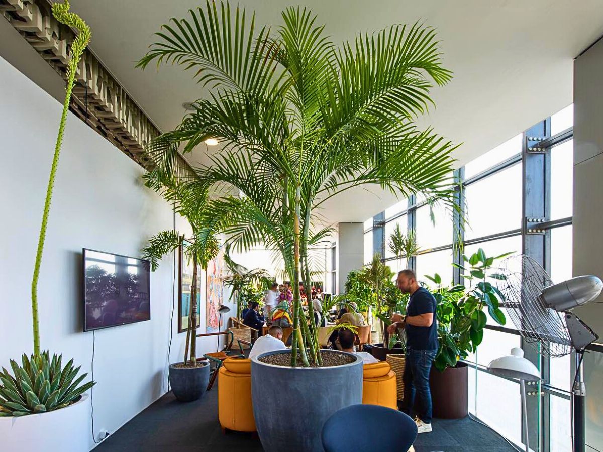 Bamboo palm strong houseplants - bamboo palm