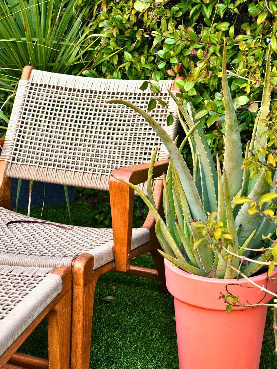 Aloe vera Strongest Houseplants