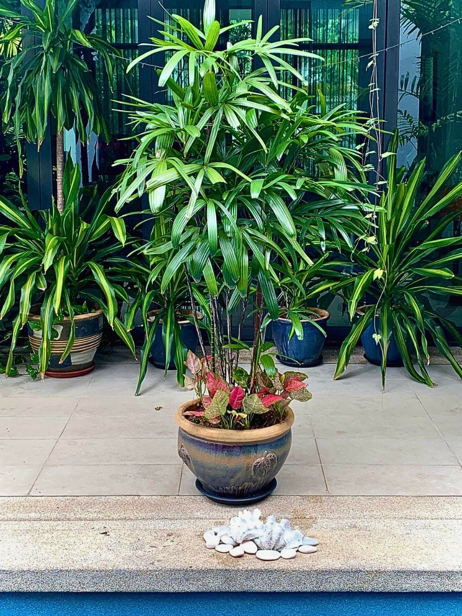 Bamboo palm bamboo palm is considered a strong and resilient houseplant