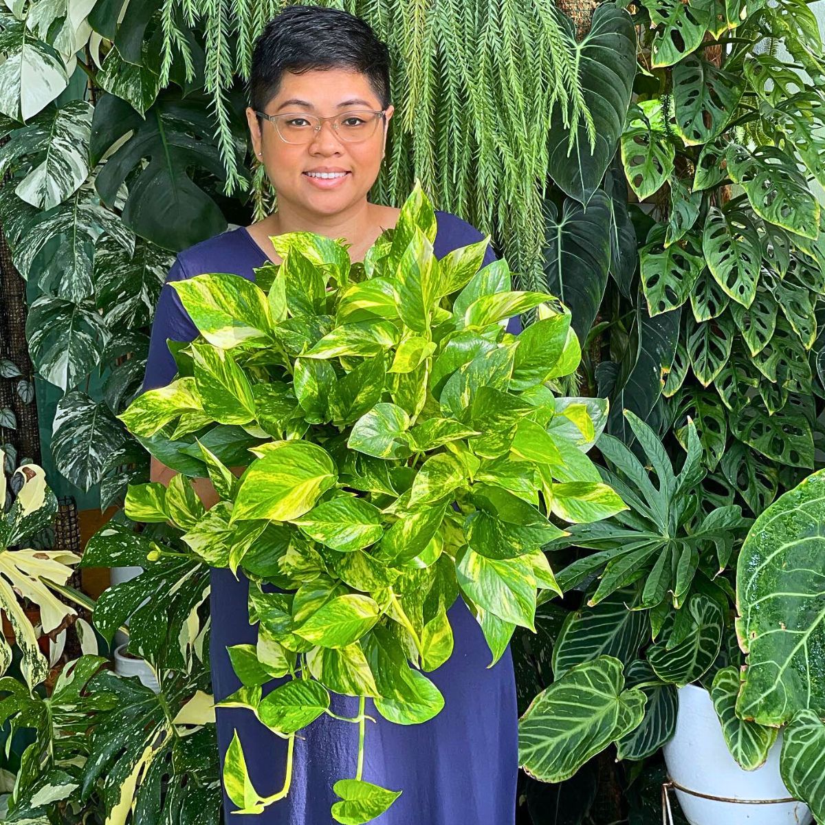 Golden Pothos Strongest and most resilient plants - Golden Pothos