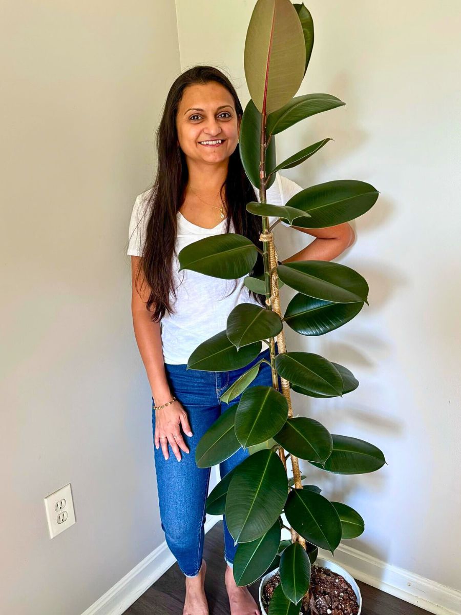 Rubber plant Strongest Houseplants - Rubber plant