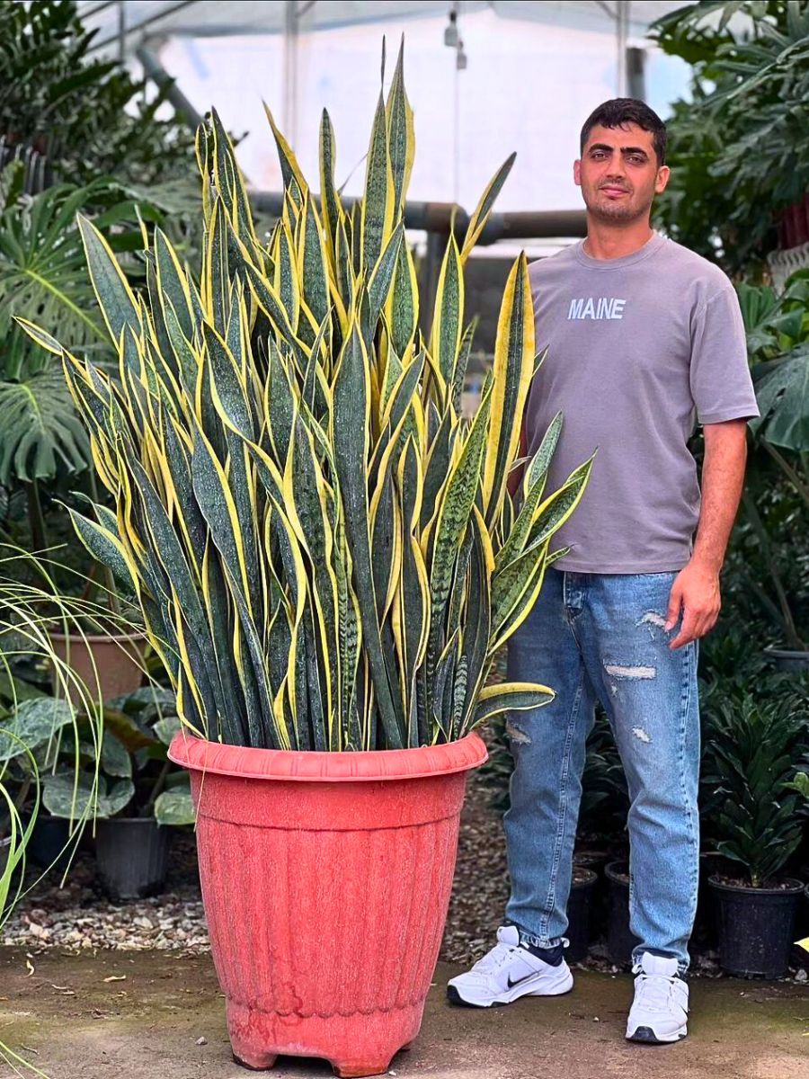 Snake plant Snake plants are also one among the strong plants for indoors