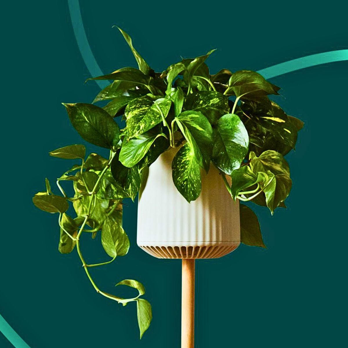 Neo Px Neo Px, the Air-Purifying Houseplant From Neoplants
