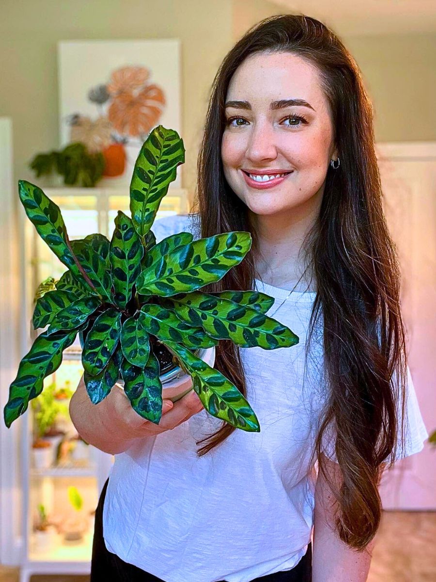 Rattlesnake Plant rattlesnake calathea are well-known for their commercial leaf shine