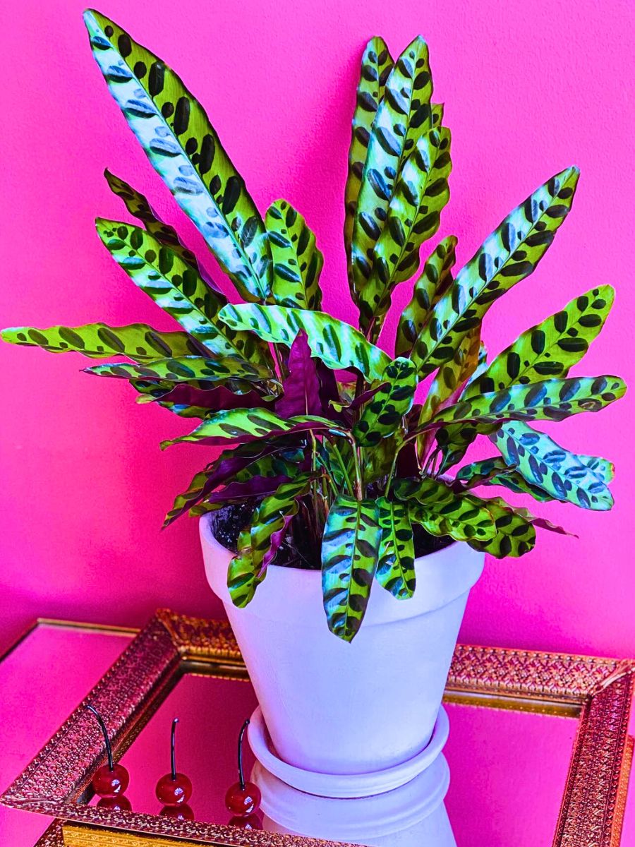 Rattlesnake Plant Rattlesnake Plant also known as calathea rattlesnake plant, rattlesnake calathea and prayer plant