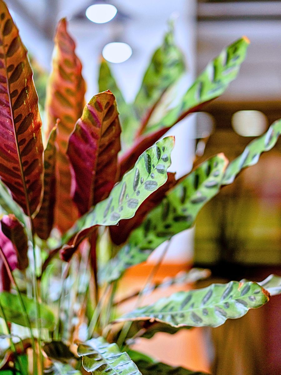 Rattlesnake Plant rattlesnake calathea grow best in indoor conditions that fit its native environment