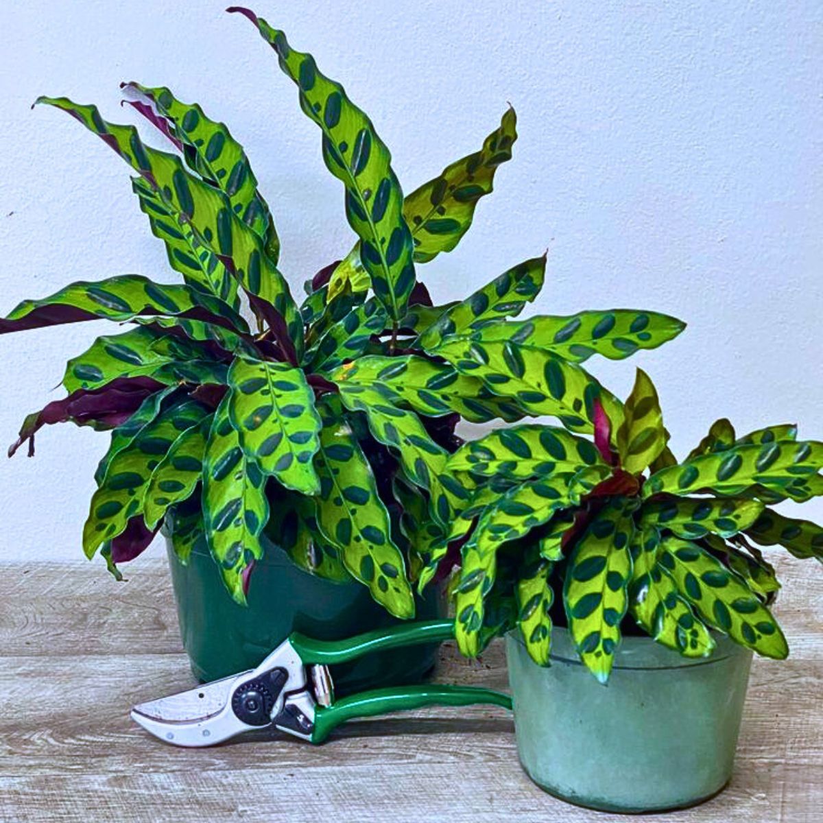 Calathea Rattlesnake Plants Rattlesnake Plant Is a Striking Houseplant and quite popular among plant enthusiasts for its striking foliage