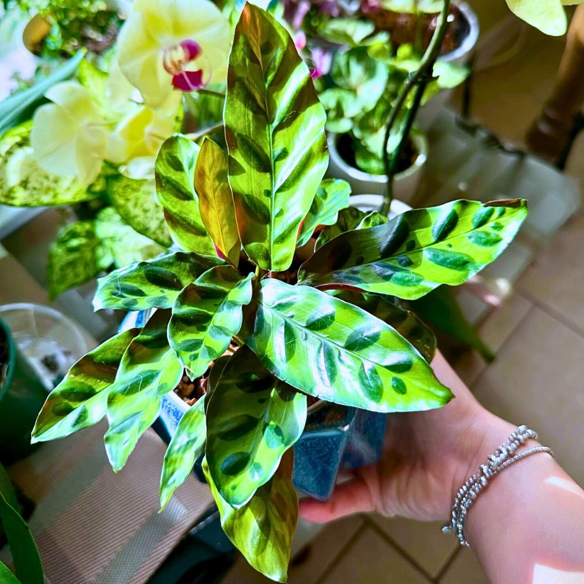 Rattlesnake Plant you can also place a rattlesnake calathea in pebble tray filled pots with light sandy soil moist to match desired humidity