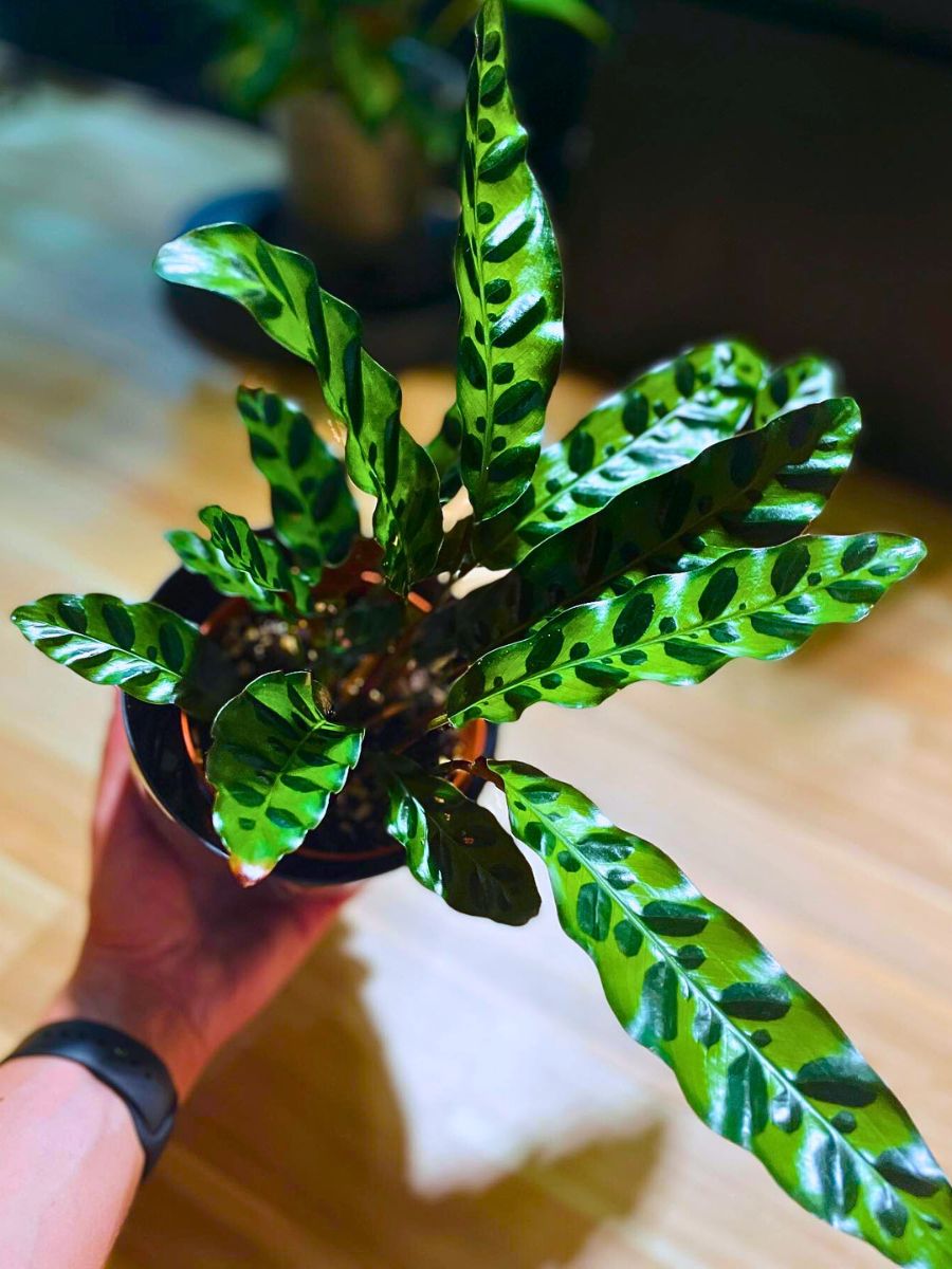Rattlesnake Plant Rattlesnake houseplants thrive well indoors in filtered light conditions