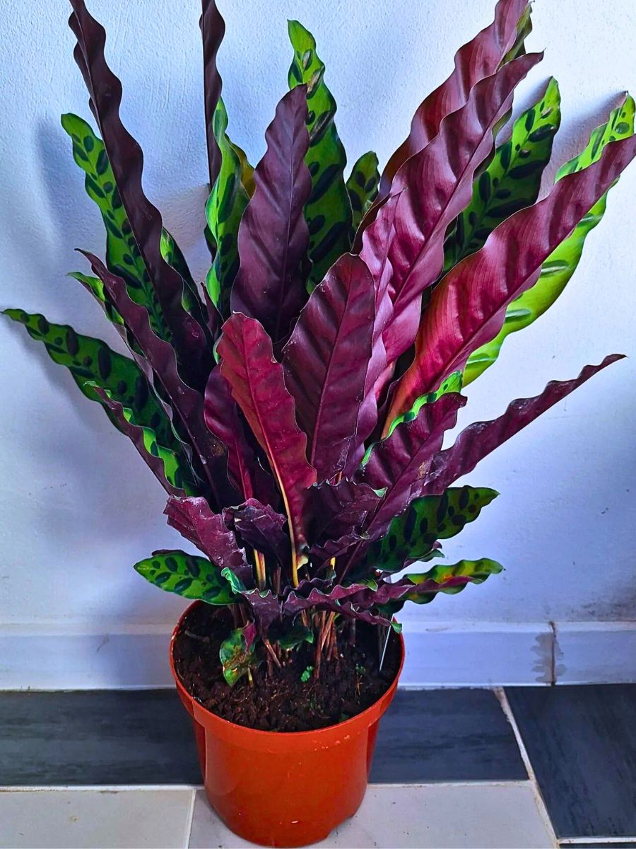 Rattlesnake Plant Rattlesnake Calathea with silvery green leaves and deep purple undersides