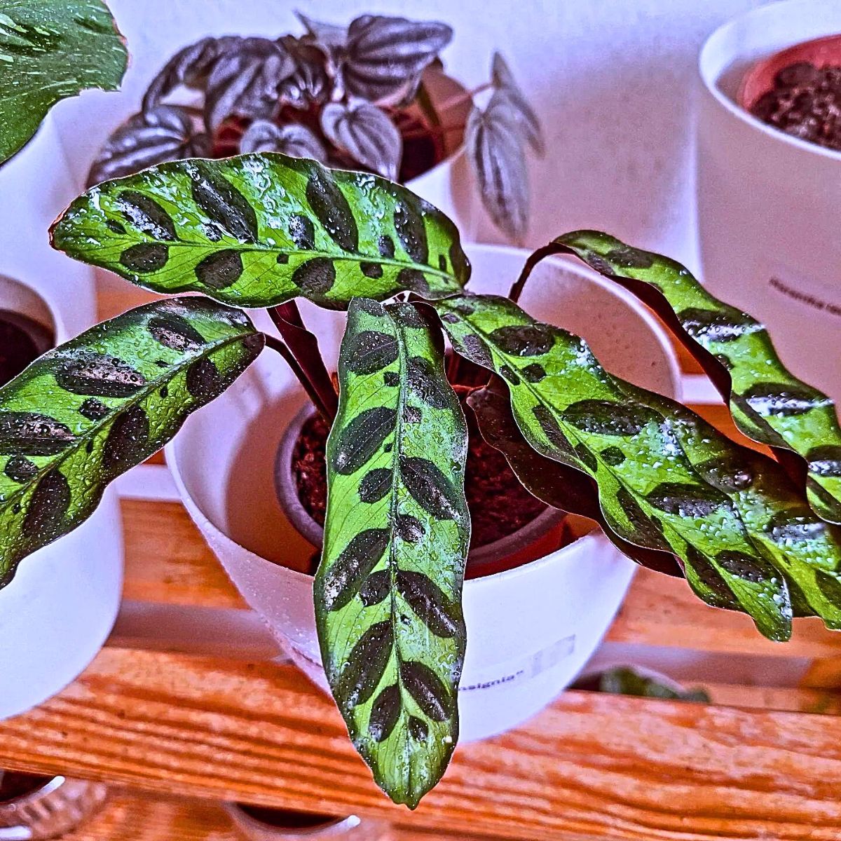 Rattlesnake Plant Calathea rattlesnake plant is also considered a member of tropical plants