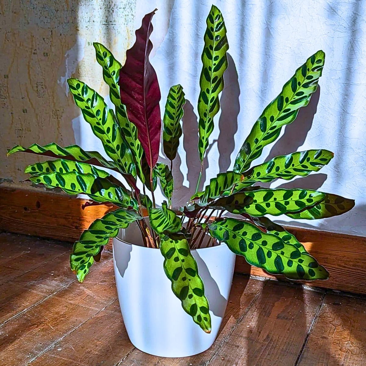 Rattlesnake Plant A well lit room with partial shade or low sun exposure also works well for rattlesnake plant growth