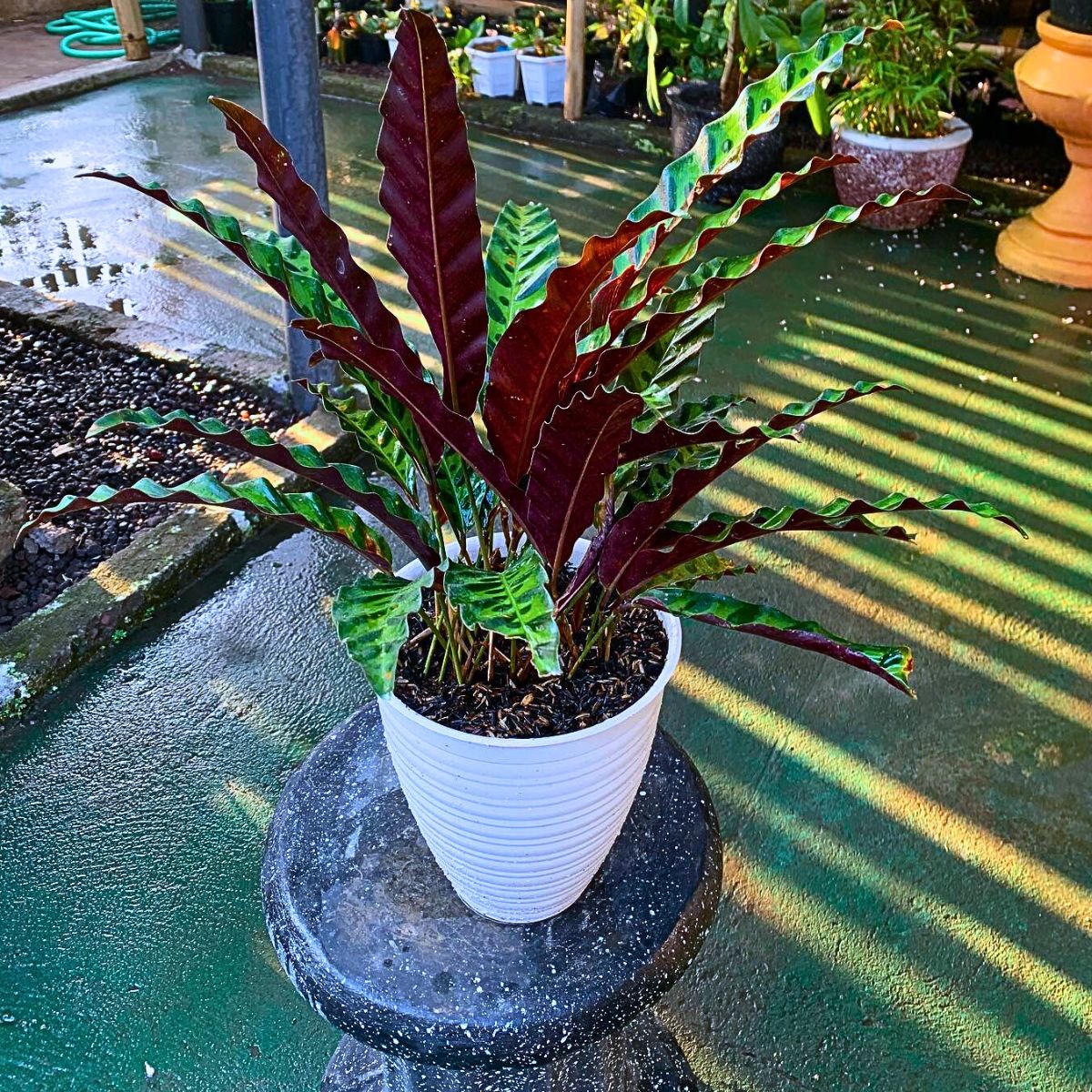 The Rattlesnake Plant rattlesnake calathea require soil consistently moist to match high humidity conditions