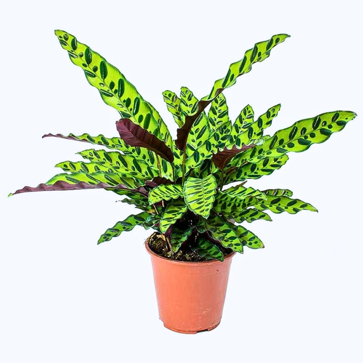 Rattlesnake Plant rattlesnake catathea with bright shiny leaves in shades of green