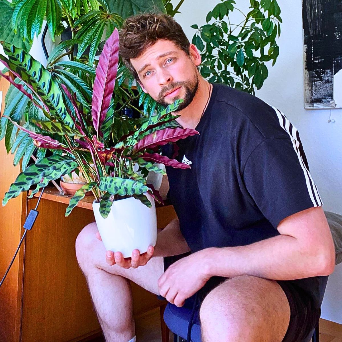Potted Rattlesnake Plant rattlesnake calathea grow beautiful leaves from early spring to summers