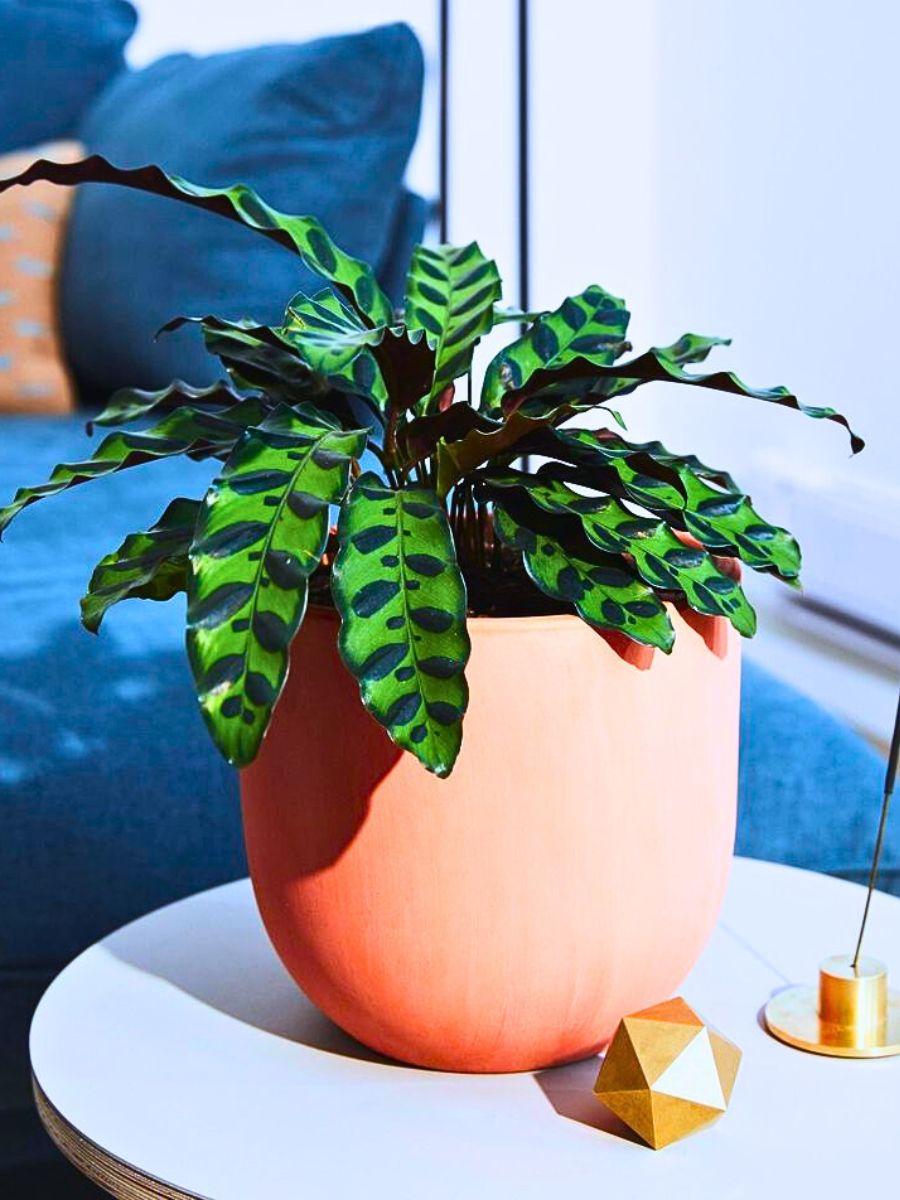 Potted rattlesnake plant rattlesnake calathea or a rattlesnake plant, kept in a vase in a room indoors in stable environment