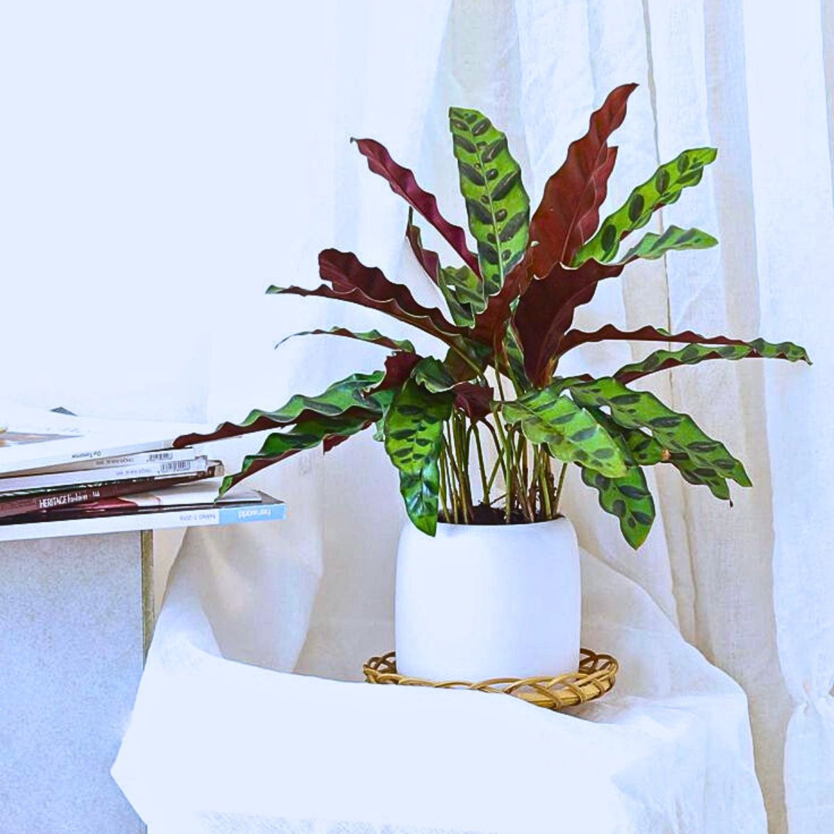 Goeppertia insignis Rattlesnake Plant Is a Striking indoor houseplant