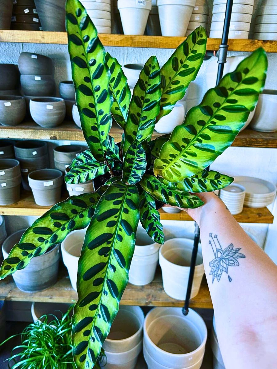 Calathea lancifolia a well grown calathea rattlesnake is charm of every master gardener